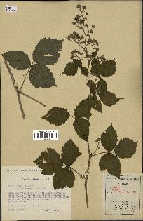 spécimen de Rubus caesius