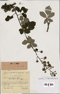 spécimen de Rubus ulmifolius