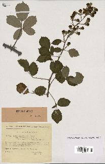 spécimen de Rubus ulmifolius