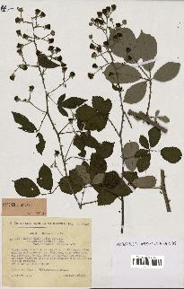 spécimen de Rubus ulmifolius