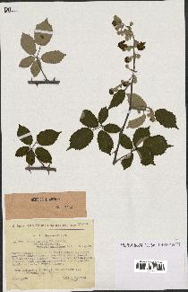 spécimen de Rubus ulmifolius