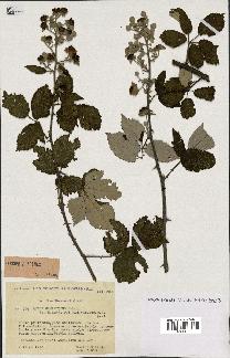 spécimen de Rubus ulmifolius