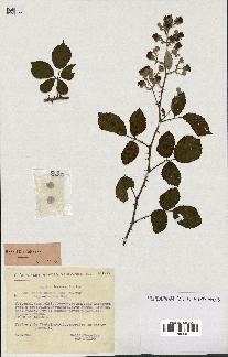 spécimen de Rubus ulmifolius