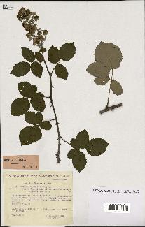 spécimen de Rubus ulmifolius