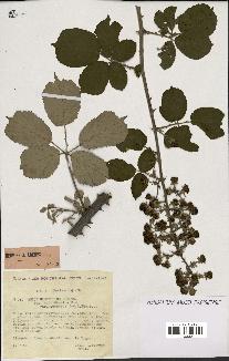 spécimen de Rubus ulmifolius