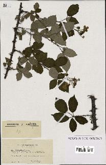 spécimen de Rubus ulmifolius
