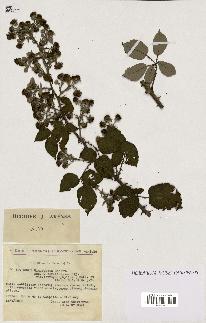 spécimen de Rubus ulmifolius