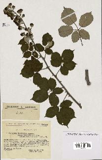 spécimen de Rubus ulmifolius