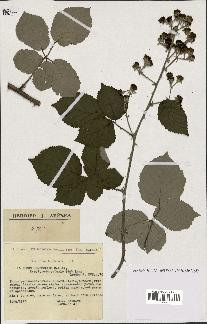 spécimen de Rubus ulmifolius