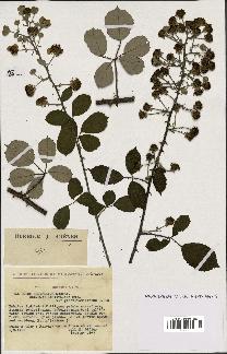 spécimen de Rubus ulmifolius