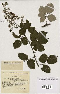 spécimen de Rubus ulmifolius