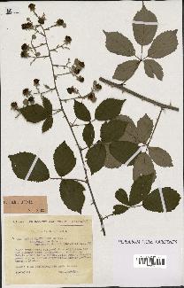 spécimen de Rubus ulmifolius