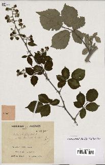 spécimen de Rubus ulmifolius