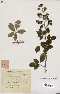 spécimen de Rubus ulmifolius