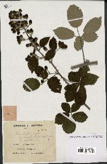 spécimen de Rubus ulmifolius