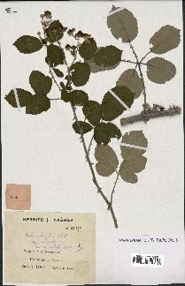 spécimen de Rubus ulmifolius