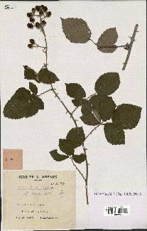 spécimen de Rubus ulmifolius