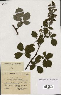 spécimen de Rubus ulmifolius