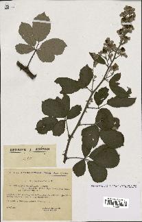 spécimen de Rubus ulmifolius