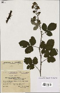 spécimen de Rubus ulmifolius