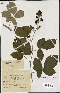 spécimen de Rubus ulmifolius