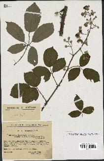 spécimen de Rubus ulmifolius