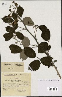 spécimen de Rubus ulmifolius