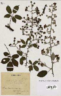 spécimen de Rubus ulmifolius