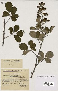 spécimen de Rubus ulmifolius