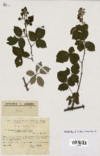 spécimen de Rubus ulmifolius