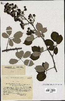 spécimen de Rubus ulmifolius