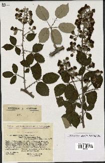 spécimen de Rubus ulmifolius
