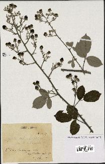 spécimen de Rubus ulmifolius