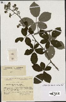 spécimen de Rubus ulmifolius