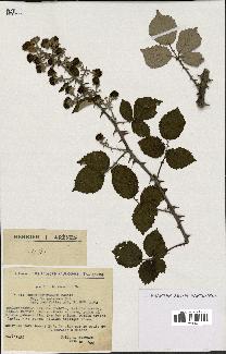 spécimen de Rubus ulmifolius