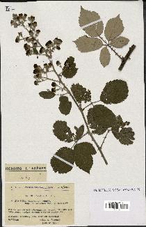 spécimen de Rubus ulmifolius