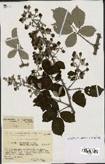 spécimen de Rubus ulmifolius