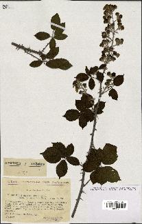 spécimen de Rubus ulmifolius