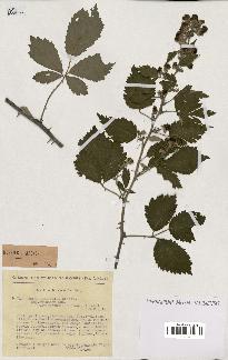 spécimen de Rubus ulmifolius