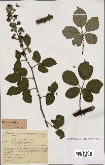 spécimen de Rubus ulmifolius