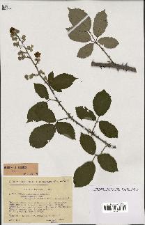 spécimen de Rubus ulmifolius