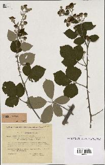 spécimen de Rubus ulmifolius