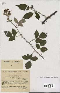 spécimen de Rubus ulmifolius