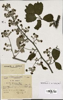 spécimen de Rubus ulmifolius