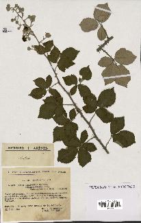 spécimen de Rubus ulmifolius