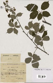 spécimen de Rubus ulmifolius