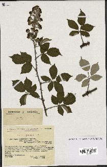 spécimen de Rubus ulmifolius