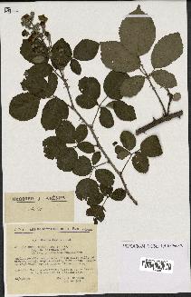 spécimen de Rubus ulmifolius