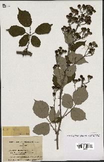 spécimen de Rubus ulmifolius