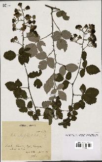 spécimen de Rubus ulmifolius